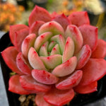 Echeveria Glam Pink