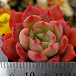 Echeveria Glam Pink