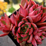 Echeveria Rubra