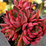 Echeveria Rubra