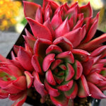 Echeveria Rubra