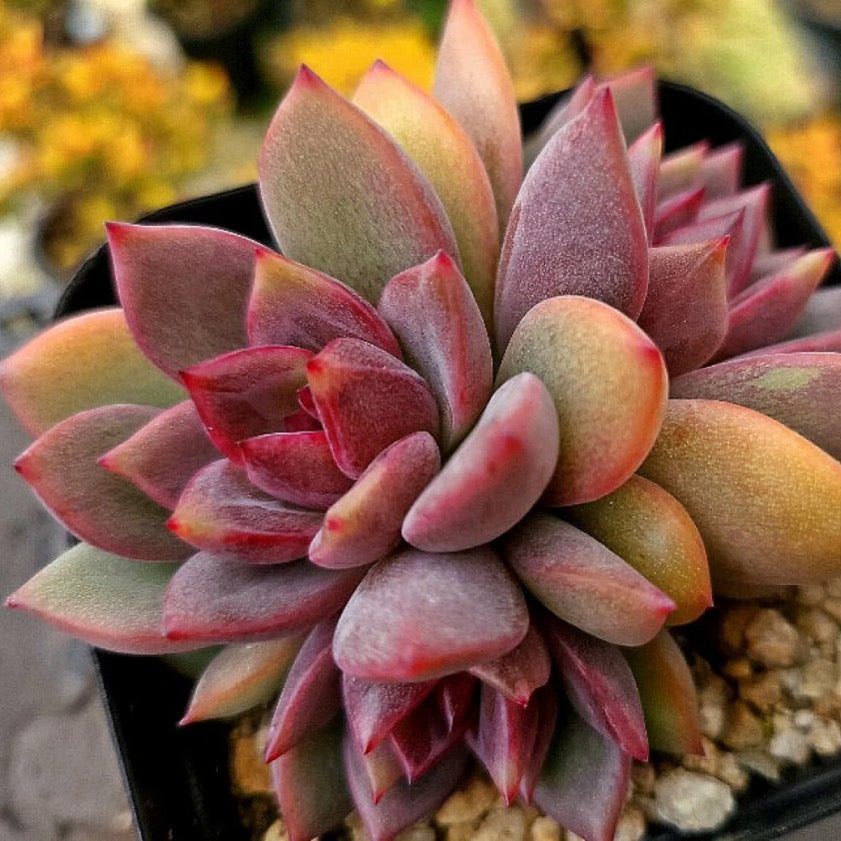 Echeveria Dark Chocolate