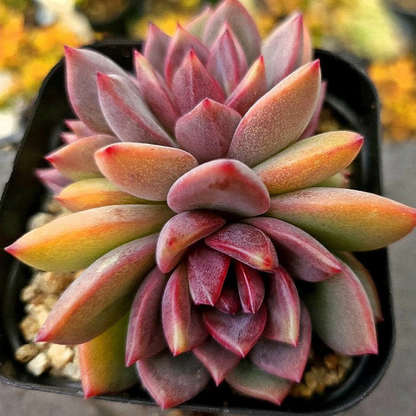 Echeveria Dark Chocolate