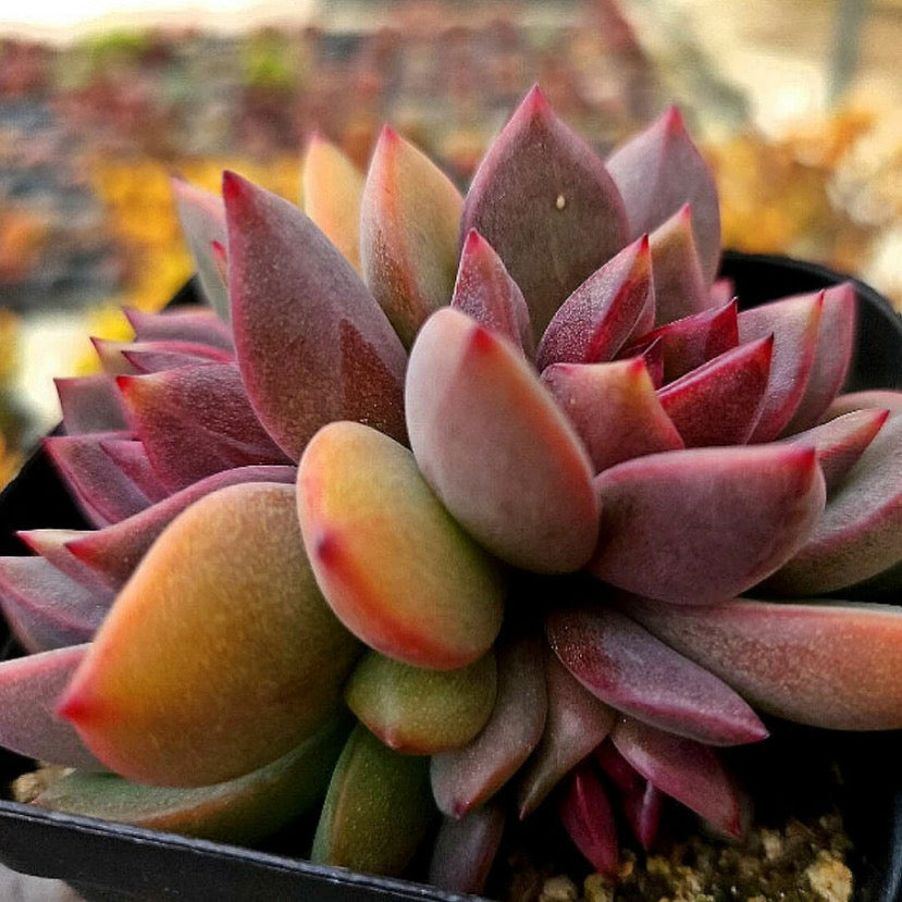 Echeveria Dark Chocolate