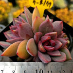 Echeveria Dark Chocolate