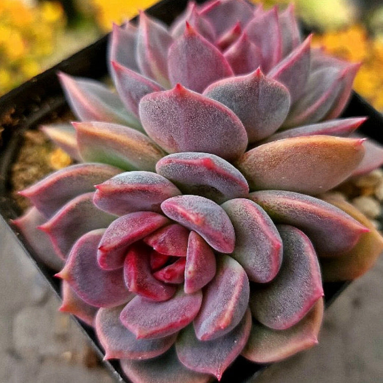 Echeveria Dark Chocolate