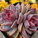 Echeveria Dark Chocolate