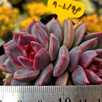 Echeveria Dark Chocolate