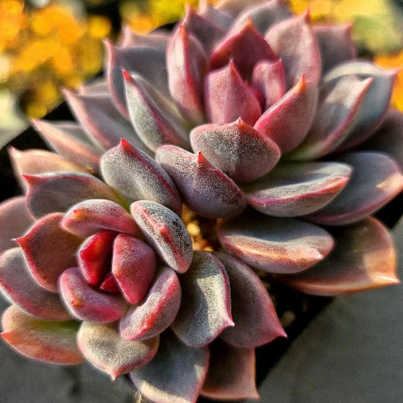 Echeveria Dark Chocolate