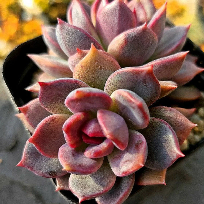 Echeveria Dark Chocolate