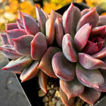 Echeveria Dark Chocolate