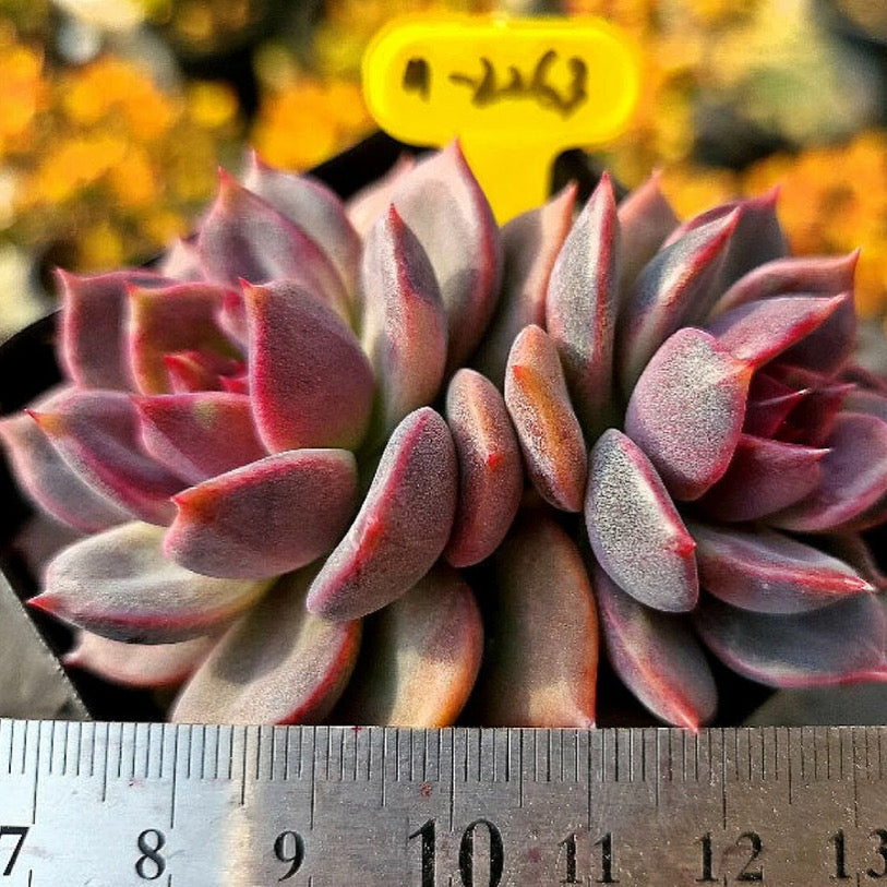 Echeveria Dark Chocolate