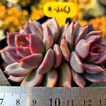 Echeveria Dark Chocolate