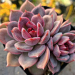 Echeveria Dark Chocolate