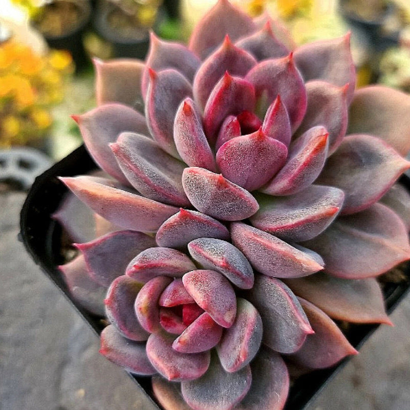 Echeveria Dark Chocolate