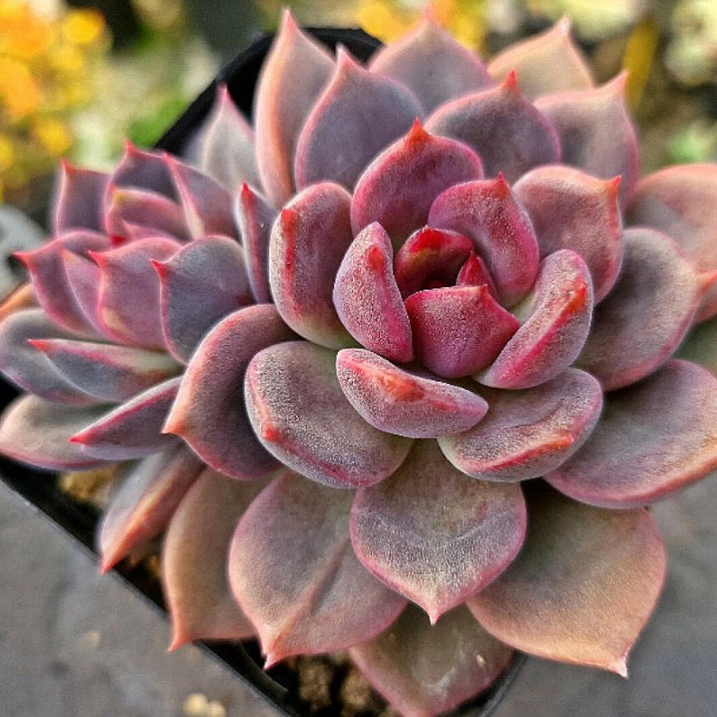 Echeveria Dark Chocolate