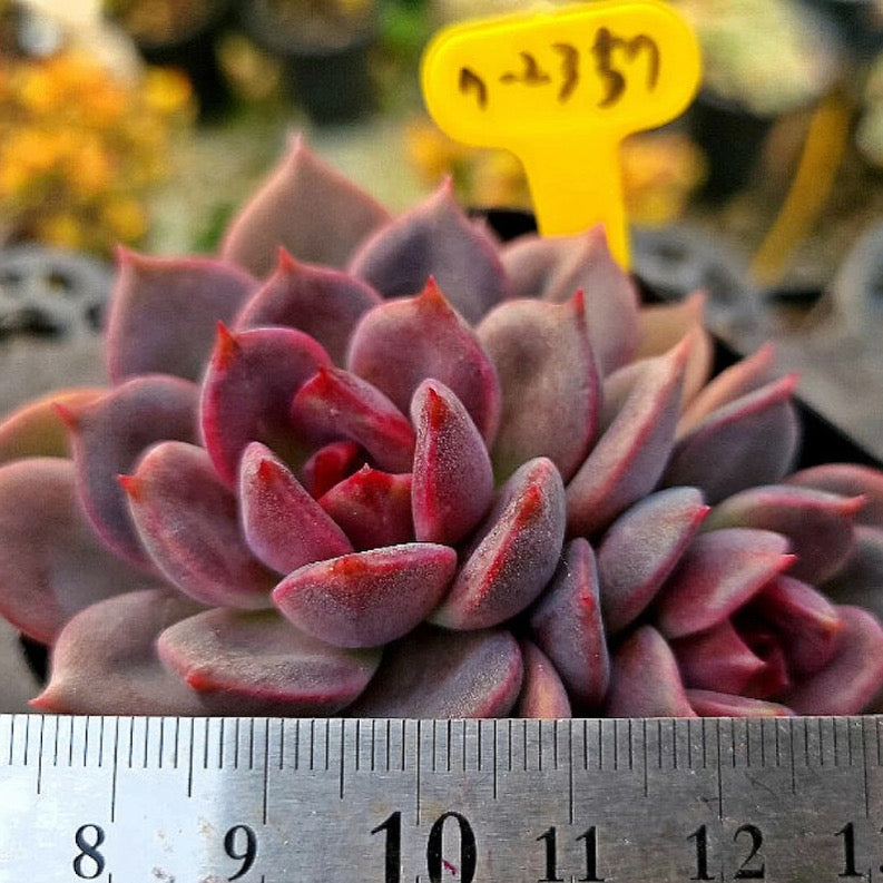 Echeveria Dark Chocolate