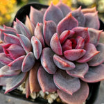 Echeveria Dark Chocolate