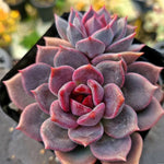 Echeveria Dark Chocolate