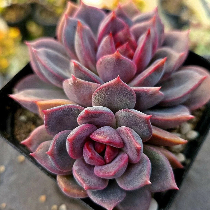 Echeveria Dark Chocolate