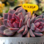 Echeveria Dark Chocolate