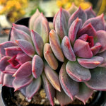 Echeveria Dark Chocolate