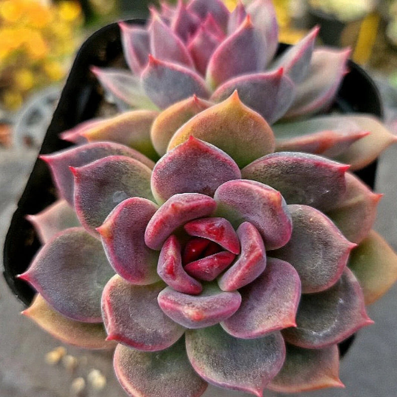 Echeveria Dark Chocolate