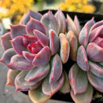 Echeveria Dark Chocolate