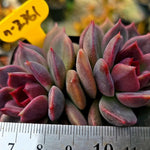 Echeveria Dark Chocolate