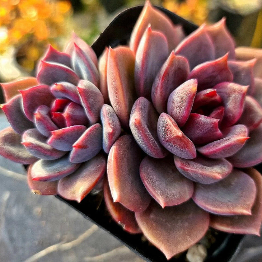 Echeveria Dark Chocolate