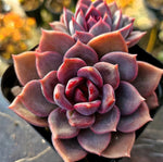 Echeveria Dark Chocolate