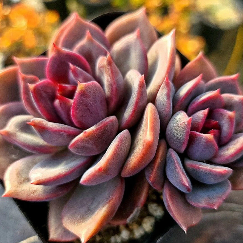 Echeveria Dark Chocolate