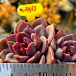 Echeveria Dark Chocolate