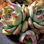 Echeveria Momotarou