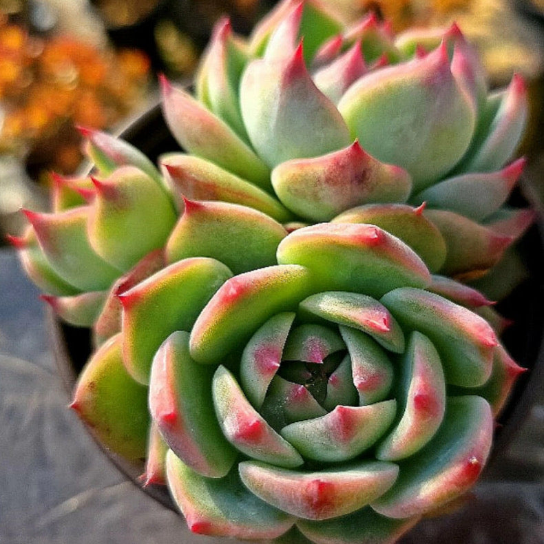 Echeveria Momotarou