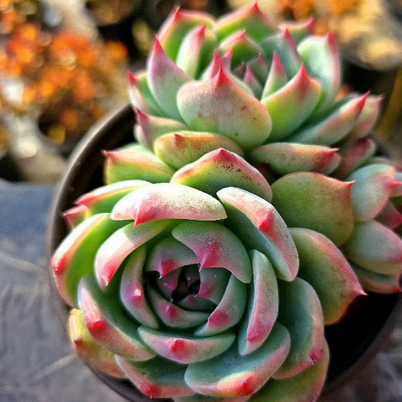 Echeveria Momotarou