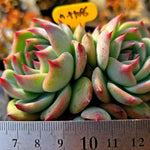 Echeveria Momotarou