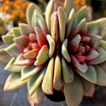 Echeveria German Champagne