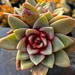 Echeveria German Champagne