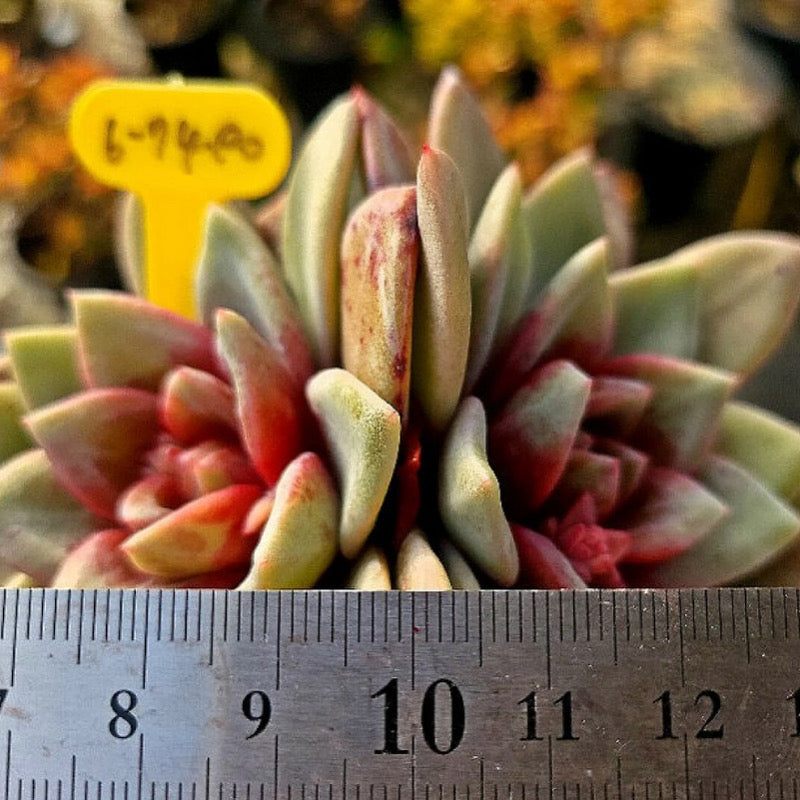 Echeveria German Champagne