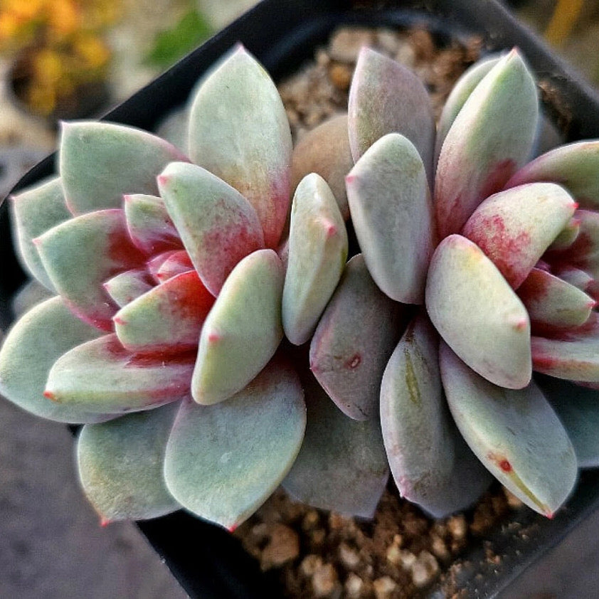 Echeveria German Champagne