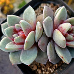 Echeveria German Champagne