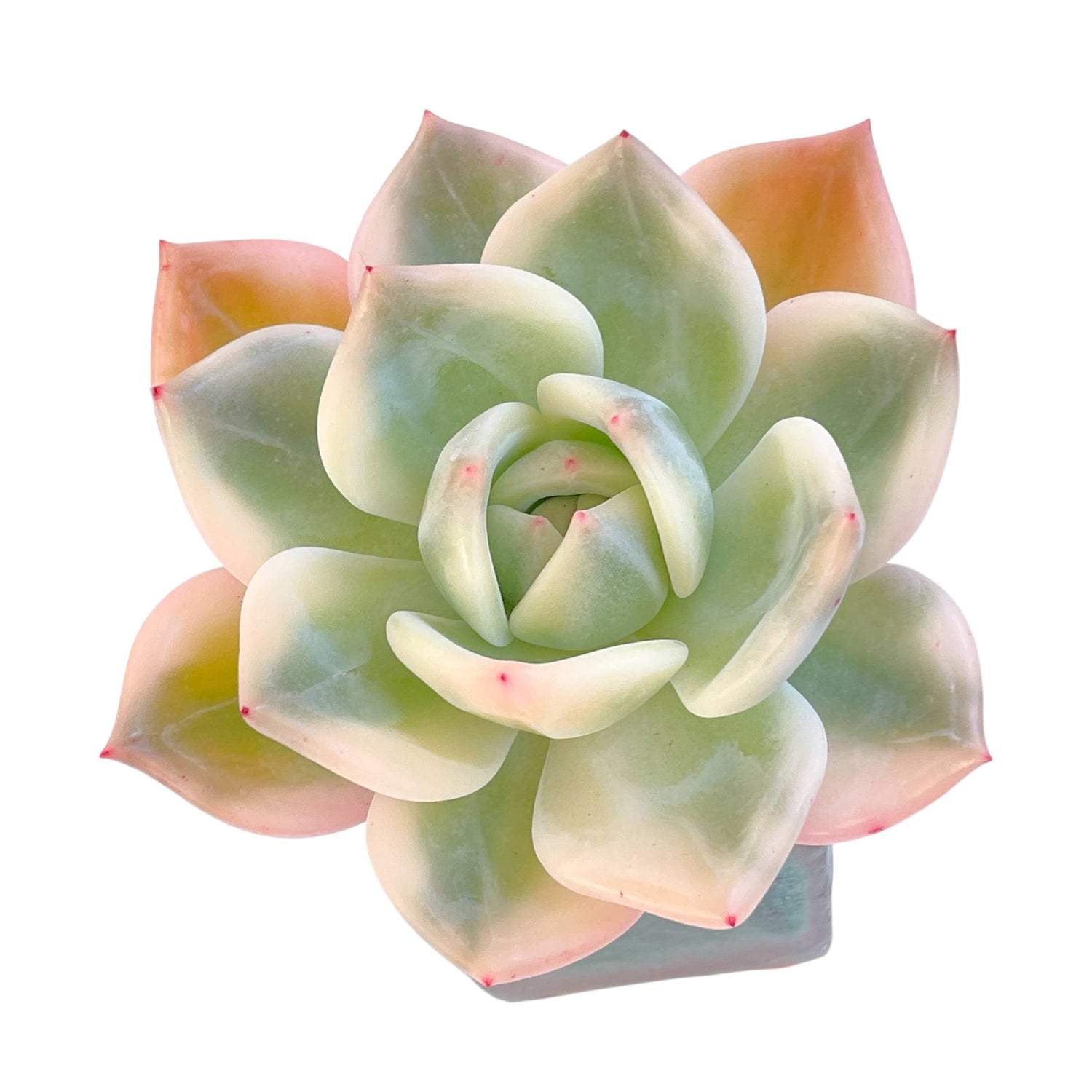 Echeveria Elizabeth, Variegata – Cedar Creek Farmhouse