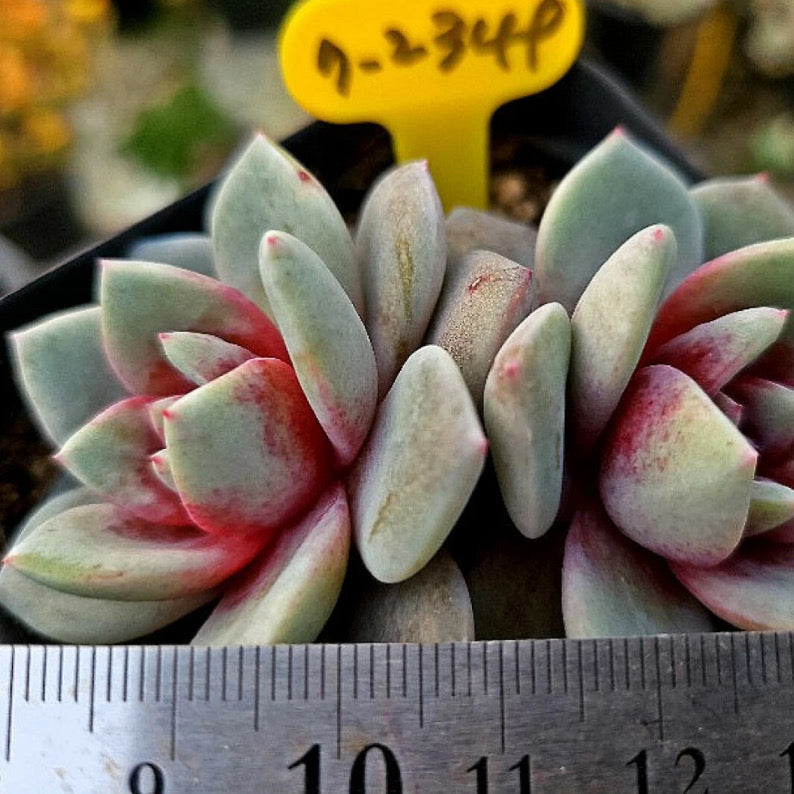 Echeveria German Champagne