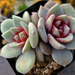 Echeveria German Champagne