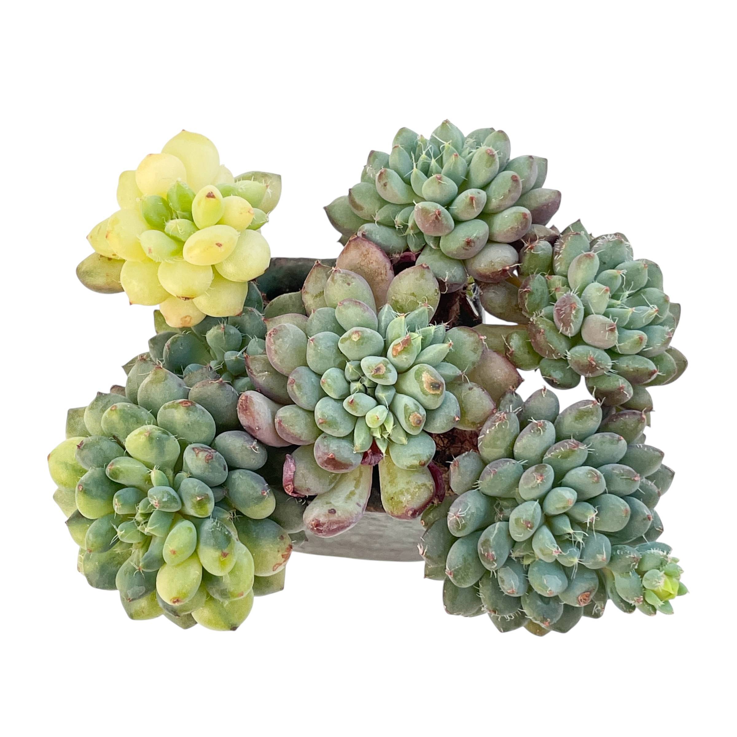 variegated succulents for sale SALE! Echeveria Setosa, Variegata – Cedar Creek Farmhouse