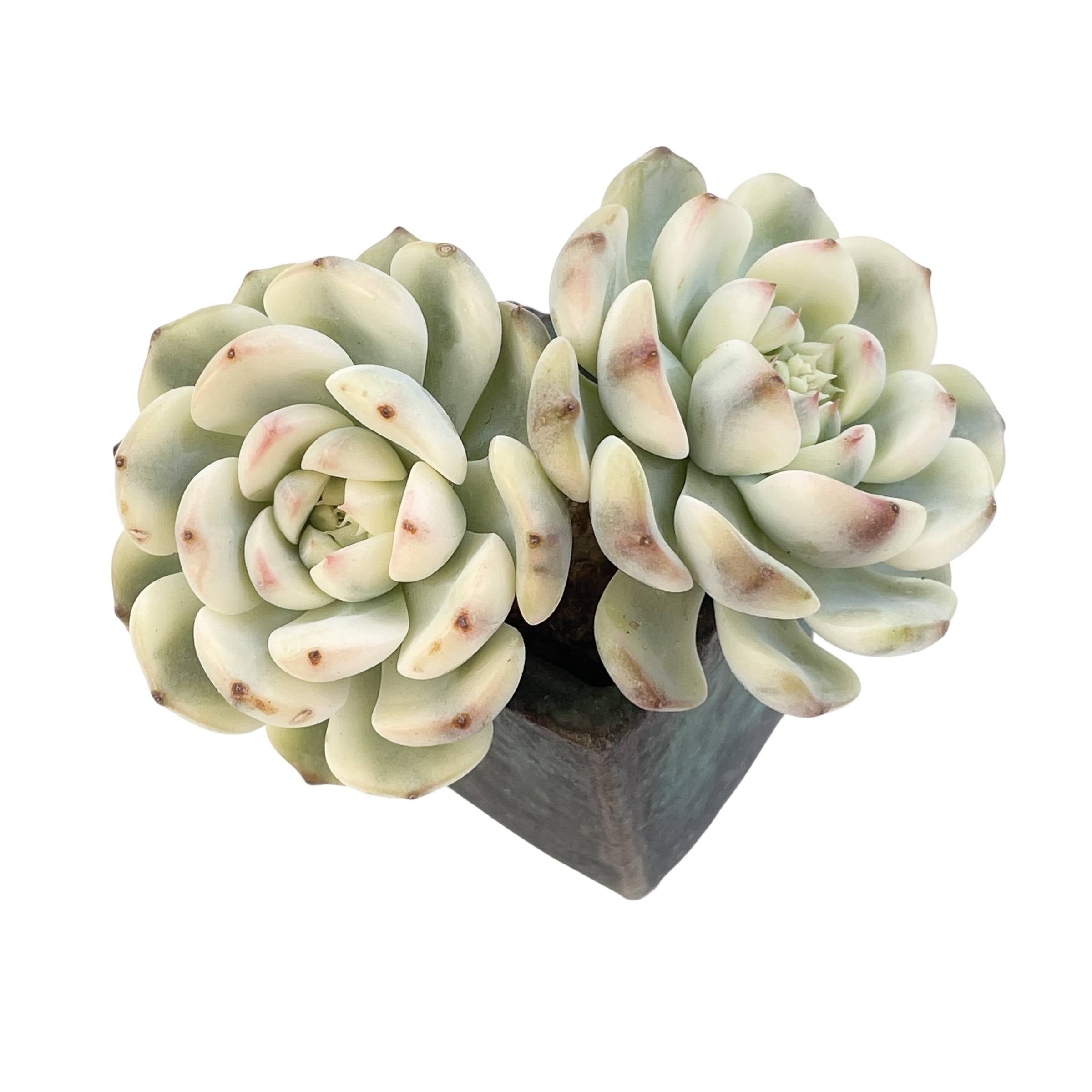 SALE! Echeveria White Minima, Variegata