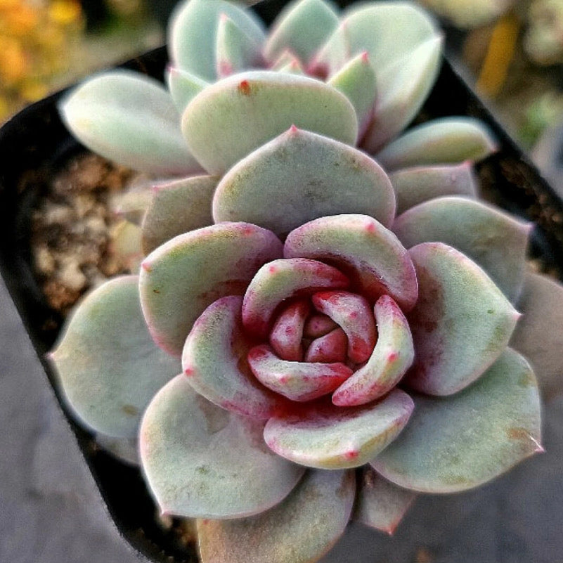 Echeveria German Champagne