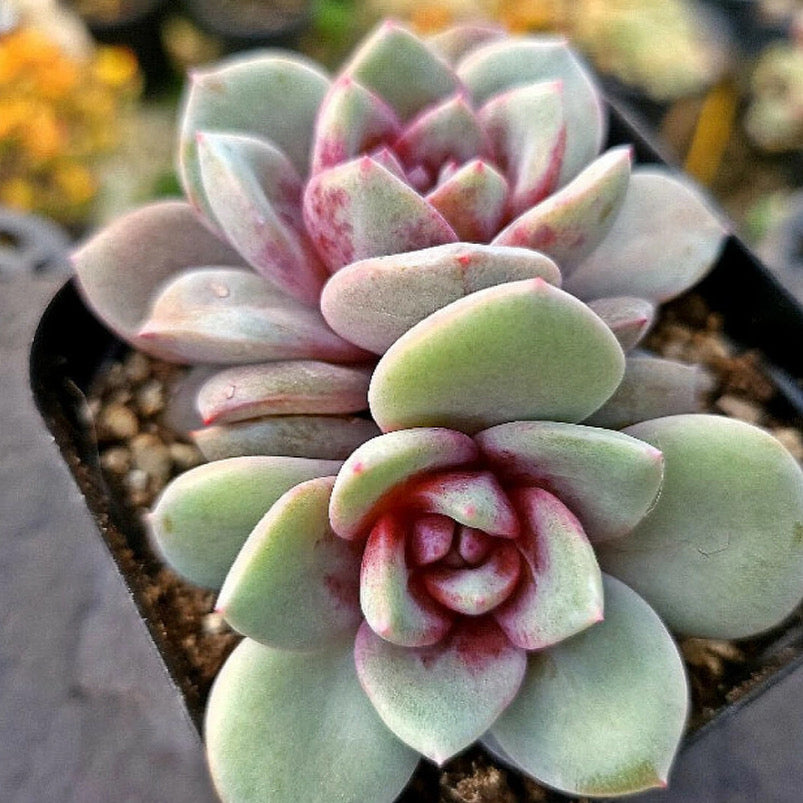 Echeveria German Champagne