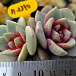 Echeveria German Champagne